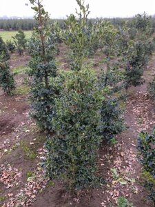 Ilex aquifolium 125-150 cm met kluit - afbeelding 9