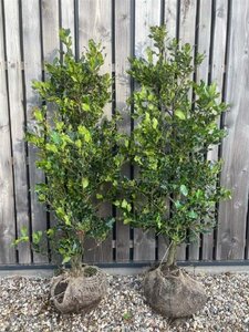 Ilex aquifolium 125-150 cm met kluit - afbeelding 8