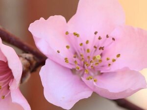 Prunus p. nucipersica 'Lord Napier' WIT 6-8 Hoogstam wortelgoed - afbeelding 1