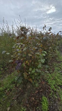 Corylus 'Rode Zellernoot' 175-200 cm met kluit 5-8 tak struik