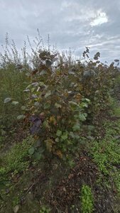 Corylus 'Rode Zellernoot' 175-200 cm met kluit 5-8 tak struik