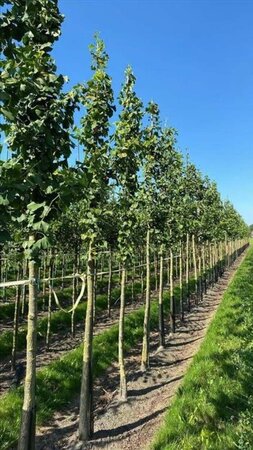 Ginkgo biloba 12-14 Hoogstam draadkluit 2 X verplant - afbeelding 1