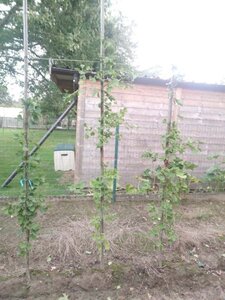 Ginkgo biloba 175-200 cm met kluit geveerd