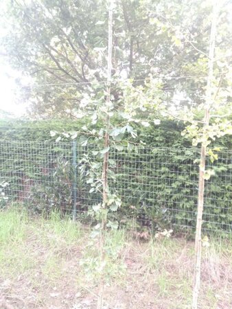 Ginkgo biloba 200-250 cm met kluit geveerd spil - afbeelding 2