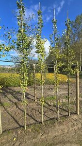 Ginkgo biloba 6-8 Hoogstam met kluit - afbeelding 2