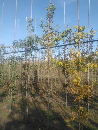 Ginkgo bil. 'Tremonia' 8-10 cm RB feathered