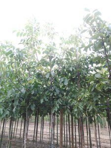 Juglans r. 'Broadview' 14-16 Hoogstam wortelgoed 2 X verplant - afbeelding 7