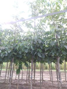 Juglans r. 'Coenen' 14-16 Hoogstam wortelgoed 2 X verplant