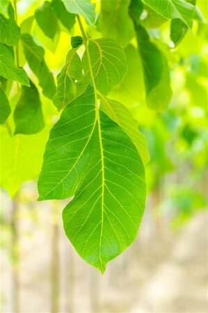 Juglans r. 'Lange van Lod' 10-12 STA BR - image 1