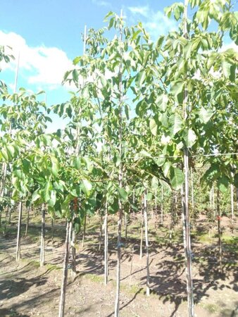 Juglans r. 'Lange van Lod' 6-8 STA BR - image 5