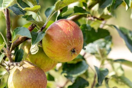 Malus d. 'Cox's Orange Pippin' 10-12 Hoogstam wortelgoed - afbeelding 4