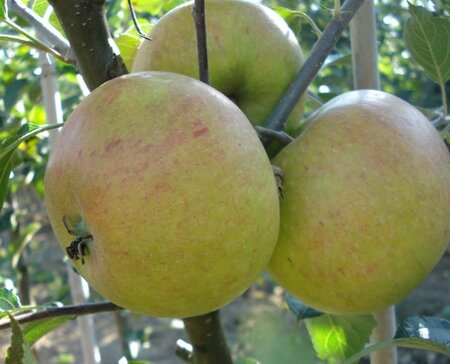 Malus d. 'Cox's Orange Pippin' 10-12 STA BR - image 9