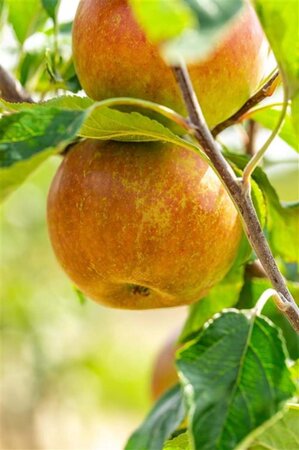 Malus d. 'Cox's Orange Pippin' 10-12 STA BR - image 3