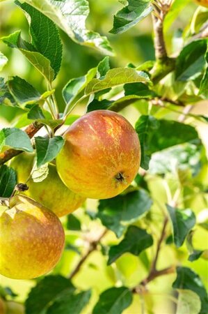 Malus d. 'Cox's Orange Pippin' 12-14 Hoogstam wortelgoed 2 X verplant - afbeelding 1