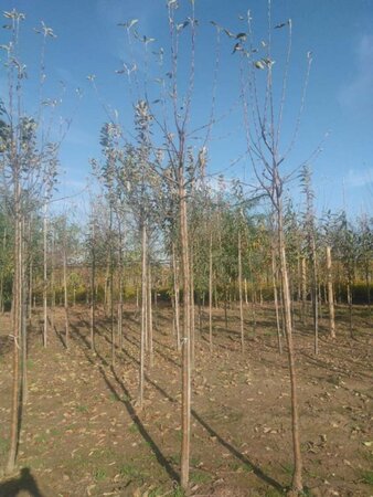 Malus d. 'Cox's Orange Pippin' 12-14 Hoogstam wortelgoed 2 X verplant - afbeelding 6