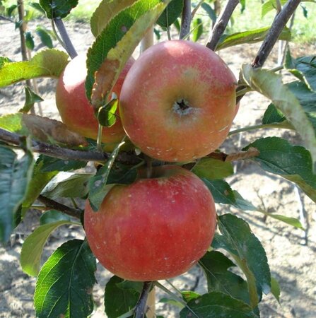 Malus d. 'Elstar' (Laat) 10-12 Hoogstam wortelgoed - afbeelding 3