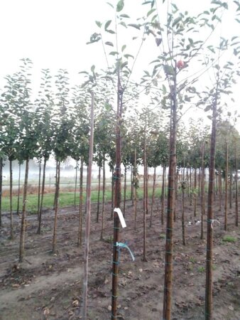 Malus d. 'Elstar' (Laat) 6-8 Hoogstam wortelgoed - afbeelding 2