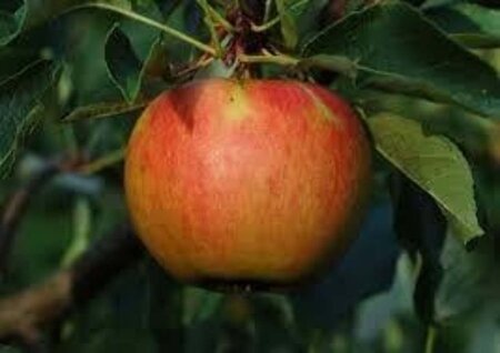 Malus d. 'Elstar' (Laat) 6-8 Hoogstam wortelgoed - afbeelding 4