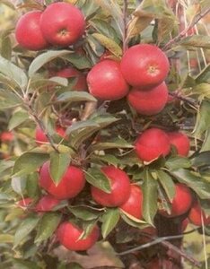 Malus d. 'Elstar' (Laat) 8-10 Hoogstam wortelgoed - afbeelding 5