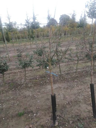 Malus d. 'Golden Delicious' ( 6-8 Halfstam wortelgoed - afbeelding 3