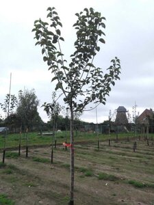 Malus d. 'Geheimrat Dr Oldenburg' 10-12 Hoogstam wortelgoed - afbeelding 3