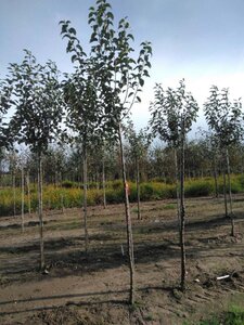 Malus d. 'Geheimrat Dr Oldenburg' 10-12 Hoogstam wortelgoed - afbeelding 2