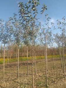 Malus d. 'Geheimrat Dr Oldenburg' 14-16 Hoogstam wortelgoed 2 X verplant - afbeelding 2