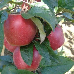 Malus d. 'Gloster' 8-10 Hoogstam wortelgoed - afbeelding 3