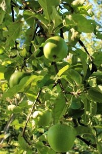 Malus d. 'Granny Smith' 6-8 Halfstam wortelgoed - afbeelding 1