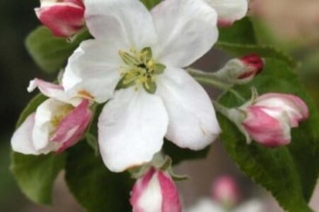 Malus d. 'Granny Smith' 6-8 Halfstam wortelgoed - afbeelding 2