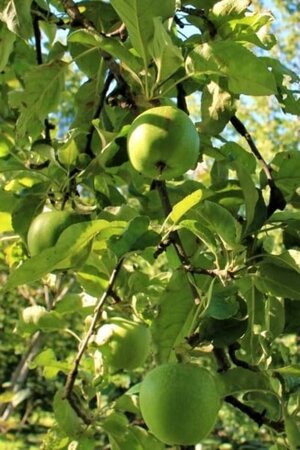 Malus d. 'Granny Smith' 8-10 Halfstam wortelgoed - afbeelding 1