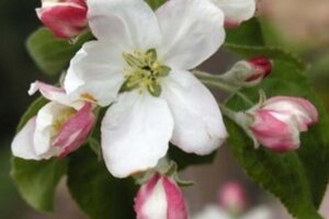 Malus d. 'Granny Smith' 8-10 Halfstam wortelgoed - afbeelding 2