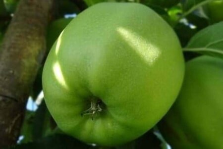 Malus d. 'Granny Smith' 8-10 Halfstam wortelgoed - afbeelding 3