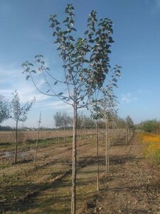 Malus d. 'Holstein' 14-16 Hoogstam wortelgoed 2 X verplant