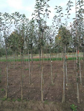 Malus d. 'Idared' 8-10 Hoogstam wortelgoed - afbeelding 3