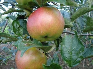 Malus d. 'Idared' 8-10 Hoogstam wortelgoed - afbeelding 4