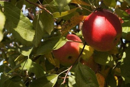 Malus d. 'Idared' 8-10 Hoogstam wortelgoed - afbeelding 1