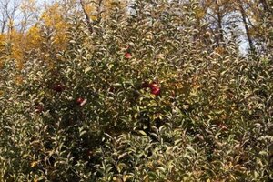 Malus d. 'Idared' 8-10 Hoogstam wortelgoed - afbeelding 2