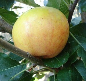 Malus d. 'James Grieve' 10-12 Hoogstam wortelgoed - afbeelding 2