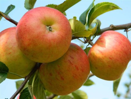 Malus d. 'James Grieve' 10-12 Hoogstam wortelgoed - afbeelding 1