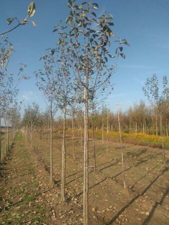 Malus d. 'James Grieve' 12-14 Hoogstam wortelgoed 2 X verplant - afbeelding 2