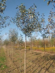 Malus d. 'James Grieve' 14-16 Hoogstam wortelgoed 3 X verplant