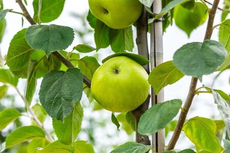 Malus d. 'Jacques Lebel' 12-14 Hoogstam wortelgoed 2 X verplant - afbeelding 2