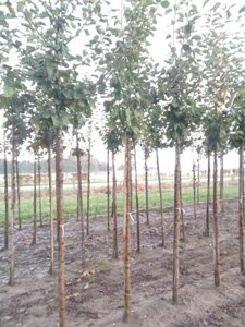 Malus d. 'Jacques Lebel' 12-14 Hoogstam wortelgoed 2 X verplant - afbeelding 4