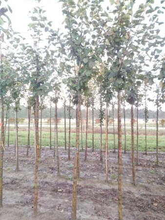 Malus d. 'Jacques Lebel' 14-16 Hoogstam wortelgoed 2 X verplant - afbeelding 4