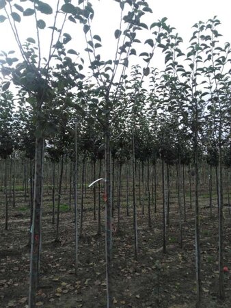 Malus d. 'Kaiser Wilhelm' 10-12 Hoogstam wortelgoed - afbeelding 6