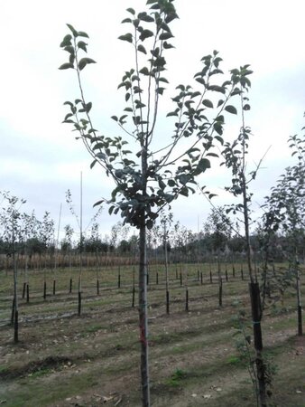 Malus d. 'Kaiser Wilhelm' 10-12 Hoogstam wortelgoed - afbeelding 2