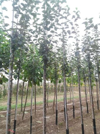 Malus d. 'Kaiser Wilhelm' 12-14 Hoogstam wortelgoed 2 X verplant - afbeelding 3