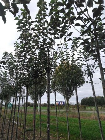 Malus d. 'Kaiser Wilhelm' 12-14 Hoogstam wortelgoed 2 X verplant - afbeelding 4