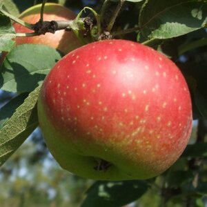 Malus d. 'Kaiser Wilhelm' 6-8 Hoogstam wortelgoed - afbeelding 1